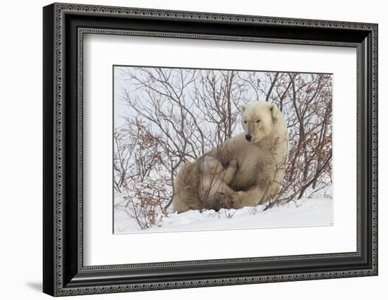 Polar Bear Nursing Cub (Ursus Maritimus) , Wapusk Nat'l Pk, Churchill, Hudson Bay, Manitoba, Canada-David Jenkins-Framed Photographic Print