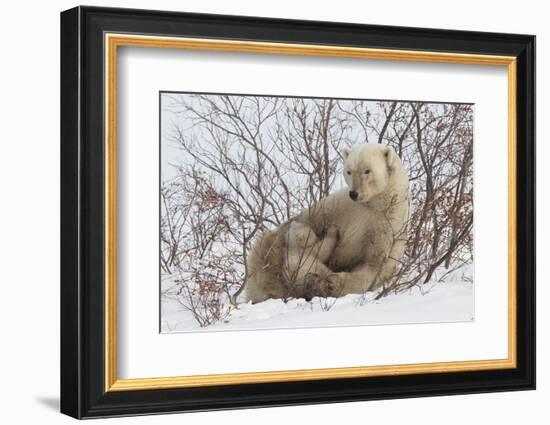 Polar Bear Nursing Cub (Ursus Maritimus) , Wapusk Nat'l Pk, Churchill, Hudson Bay, Manitoba, Canada-David Jenkins-Framed Photographic Print