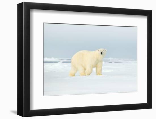 Polar Bear on Drifting Ice Edge with Snow in Arctic Svalbard. White Animal in the Nature Habitat, N-Ondrej Prosicky-Framed Photographic Print