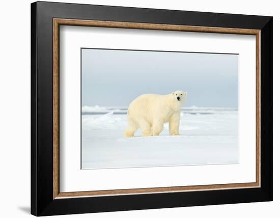 Polar Bear on Drifting Ice Edge with Snow in Arctic Svalbard. White Animal in the Nature Habitat, N-Ondrej Prosicky-Framed Photographic Print