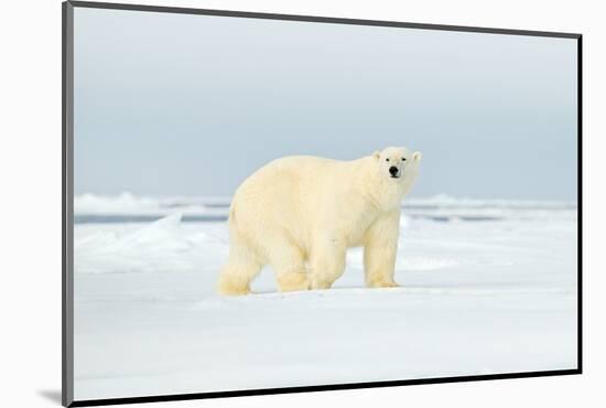 Polar Bear on Drifting Ice Edge with Snow in Arctic Svalbard. White Animal in the Nature Habitat, N-Ondrej Prosicky-Mounted Photographic Print