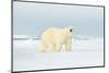 Polar Bear on Drifting Ice Edge with Snow in Arctic Svalbard. White Animal in the Nature Habitat, N-Ondrej Prosicky-Mounted Photographic Print