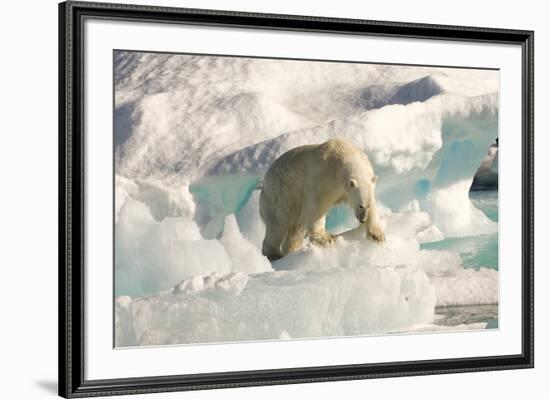 Polar Bear on Floating Ice, Davis Strait, Labrador See, Labrador, Canada, North America-Gabrielle and Michel Therin-Weise-Framed Photographic Print