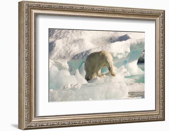 Polar Bear on Floating Ice, Davis Strait, Labrador See, Labrador, Canada, North America-Gabrielle and Michel Therin-Weise-Framed Photographic Print