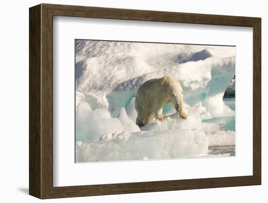 Polar Bear on Floating Ice, Davis Strait, Labrador See, Labrador, Canada, North America-Gabrielle and Michel Therin-Weise-Framed Photographic Print