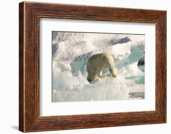 Polar Bear on Floating Ice, Davis Strait, Labrador See, Labrador, Canada, North America-Gabrielle and Michel Therin-Weise-Framed Photographic Print