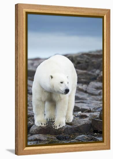 Polar Bear on Harbour Islands, Hudson Bay, Nunavut, Canada-Paul Souders-Framed Premier Image Canvas