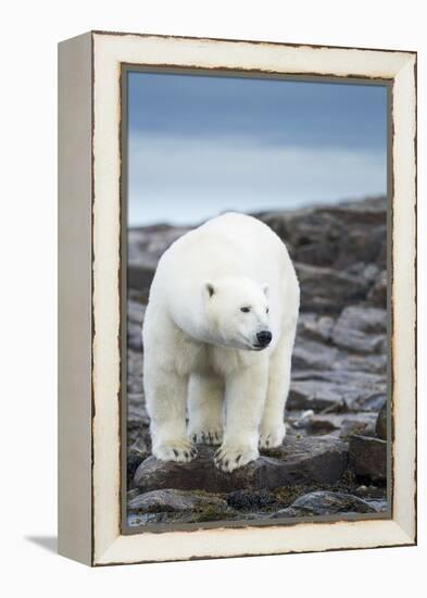 Polar Bear on Harbour Islands, Hudson Bay, Nunavut, Canada-Paul Souders-Framed Premier Image Canvas