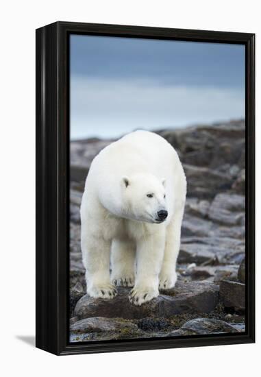 Polar Bear on Harbour Islands, Hudson Bay, Nunavut, Canada-Paul Souders-Framed Premier Image Canvas