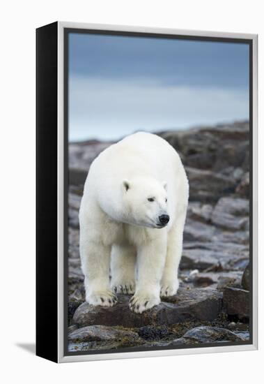 Polar Bear on Harbour Islands, Hudson Bay, Nunavut, Canada-Paul Souders-Framed Premier Image Canvas