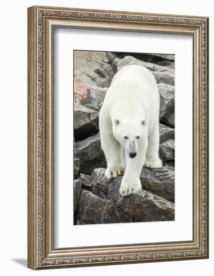 Polar Bear on Harbour Islands, Hudson Bay, Nunavut, Canada-Paul Souders-Framed Photographic Print