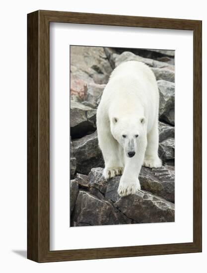 Polar Bear on Harbour Islands, Hudson Bay, Nunavut, Canada-Paul Souders-Framed Photographic Print