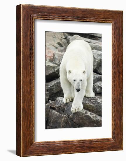 Polar Bear on Harbour Islands, Hudson Bay, Nunavut, Canada-Paul Souders-Framed Photographic Print