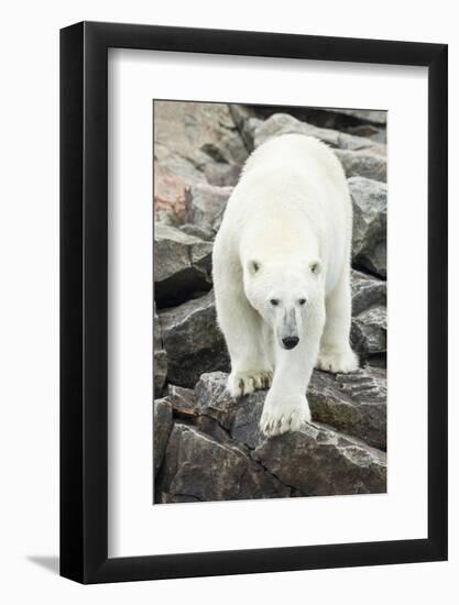 Polar Bear on Harbour Islands, Hudson Bay, Nunavut, Canada-Paul Souders-Framed Photographic Print