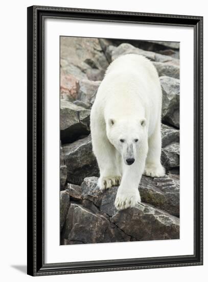 Polar Bear on Harbour Islands, Hudson Bay, Nunavut, Canada-Paul Souders-Framed Photographic Print