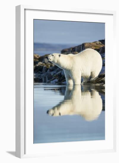 Polar Bear on Harbour Islands, Hudson Bay, Nunavut, Canada-Paul Souders-Framed Photographic Print