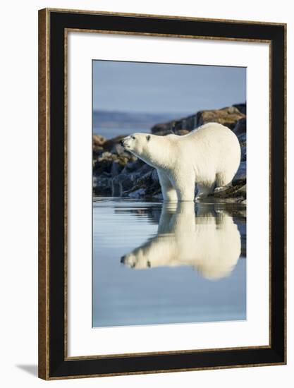 Polar Bear on Harbour Islands, Hudson Bay, Nunavut, Canada-Paul Souders-Framed Photographic Print