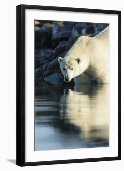 Polar Bear on Harbour Islands, Hudson Bay, Nunavut, Canada-Paul Souders-Framed Photographic Print