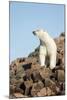 Polar Bear on Harbour Islands, Hudson Bay, Nunavut, Canada-Paul Souders-Mounted Photographic Print