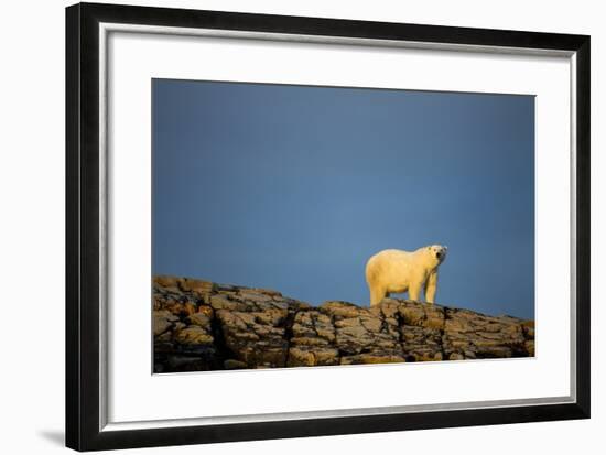 Polar Bear on Harbour Islands, Hudson Bay, Nunavut, Canada-Paul Souders-Framed Photographic Print