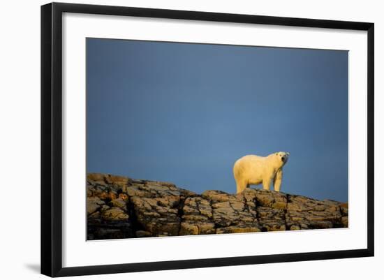 Polar Bear on Harbour Islands, Hudson Bay, Nunavut, Canada-Paul Souders-Framed Photographic Print