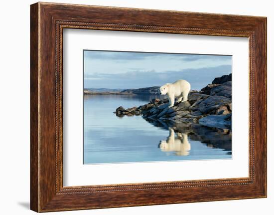 Polar Bear on Harbour Islands, Hudson Bay, Nunavut, Canada-Paul Souders-Framed Photographic Print