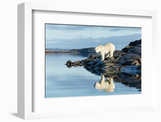 Polar Bear on Harbour Islands, Hudson Bay, Nunavut, Canada-Paul Souders-Framed Photographic Print