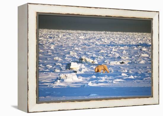 Polar Bear on Hudson Bay Ice-Howard Ruby-Framed Premier Image Canvas