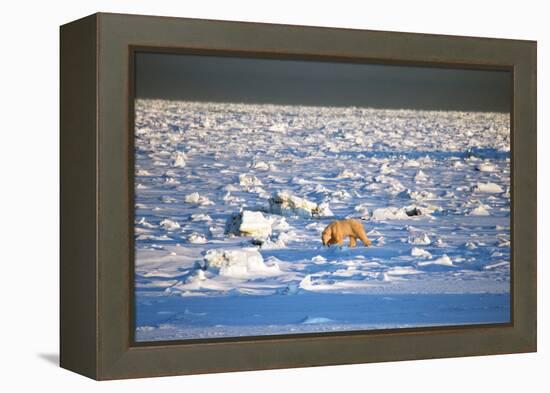 Polar Bear on Hudson Bay Ice-Howard Ruby-Framed Premier Image Canvas