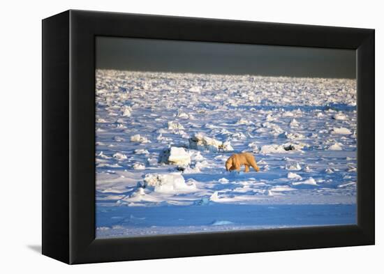 Polar Bear on Hudson Bay Ice-Howard Ruby-Framed Premier Image Canvas