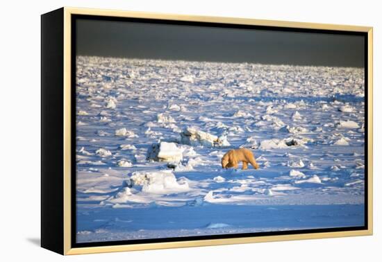 Polar Bear on Hudson Bay Ice-Howard Ruby-Framed Premier Image Canvas