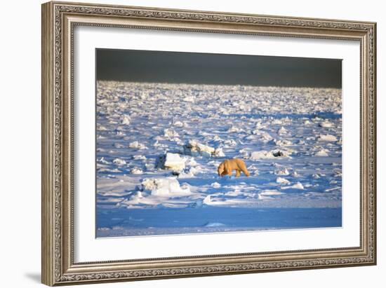 Polar Bear on Hudson Bay Ice-Howard Ruby-Framed Photographic Print