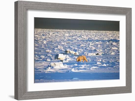 Polar Bear on Hudson Bay Ice-Howard Ruby-Framed Photographic Print