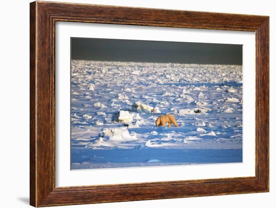 Polar Bear on Hudson Bay Ice-Howard Ruby-Framed Photographic Print