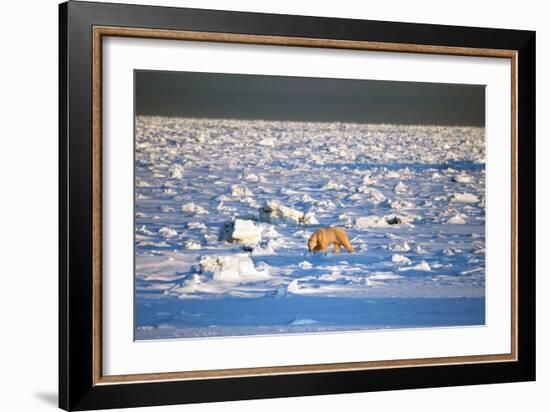 Polar Bear on Hudson Bay Ice-Howard Ruby-Framed Photographic Print