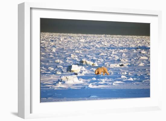 Polar Bear on Hudson Bay Ice-Howard Ruby-Framed Photographic Print