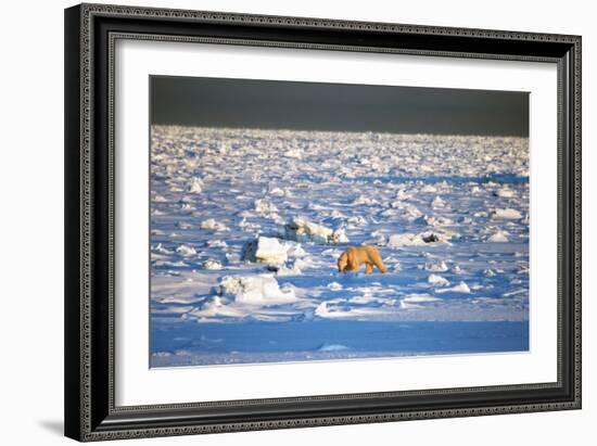 Polar Bear on Hudson Bay Ice-Howard Ruby-Framed Photographic Print