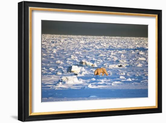 Polar Bear on Hudson Bay Ice-Howard Ruby-Framed Photographic Print