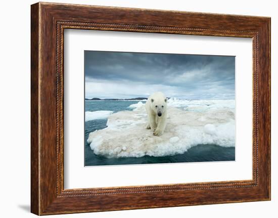 Polar Bear on Hudson Bay Pack Ice, Nunavut, Canada-Paul Souders-Framed Photographic Print