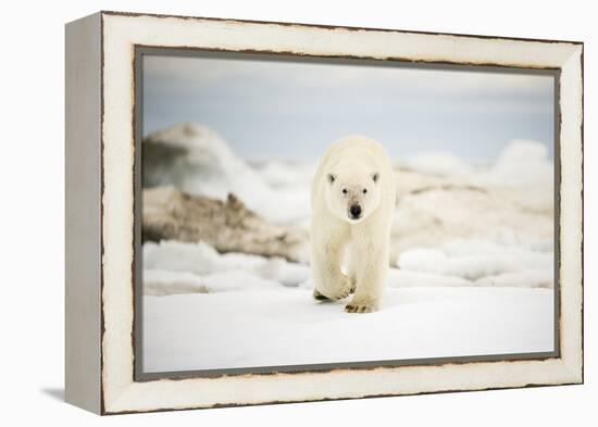 Polar Bear on Hudson Bay Sea Ice, Nunavut Territory, Canada-Paul Souders-Framed Premier Image Canvas