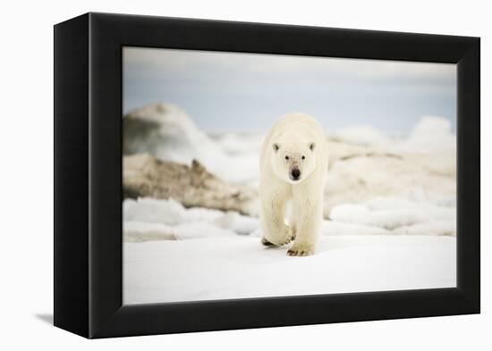 Polar Bear on Hudson Bay Sea Ice, Nunavut Territory, Canada-Paul Souders-Framed Premier Image Canvas