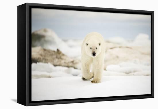 Polar Bear on Hudson Bay Sea Ice, Nunavut Territory, Canada-Paul Souders-Framed Premier Image Canvas