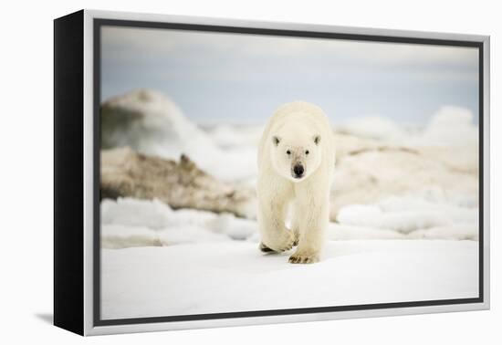Polar Bear on Hudson Bay Sea Ice, Nunavut Territory, Canada-Paul Souders-Framed Premier Image Canvas