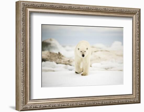 Polar Bear on Hudson Bay Sea Ice, Nunavut Territory, Canada-Paul Souders-Framed Photographic Print