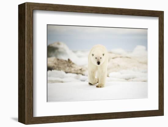 Polar Bear on Hudson Bay Sea Ice, Nunavut Territory, Canada-Paul Souders-Framed Photographic Print