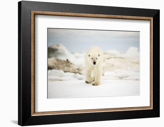 Polar Bear on Hudson Bay Sea Ice, Nunavut Territory, Canada-Paul Souders-Framed Photographic Print