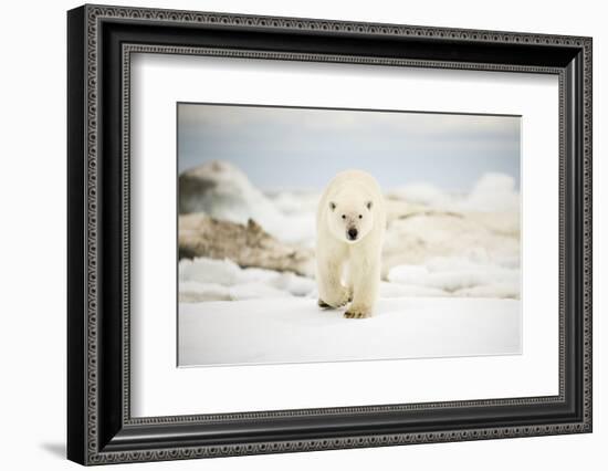 Polar Bear on Hudson Bay Sea Ice, Nunavut Territory, Canada-Paul Souders-Framed Photographic Print