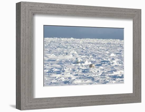 Polar Bear on Ice-EEI_Tony-Framed Photographic Print