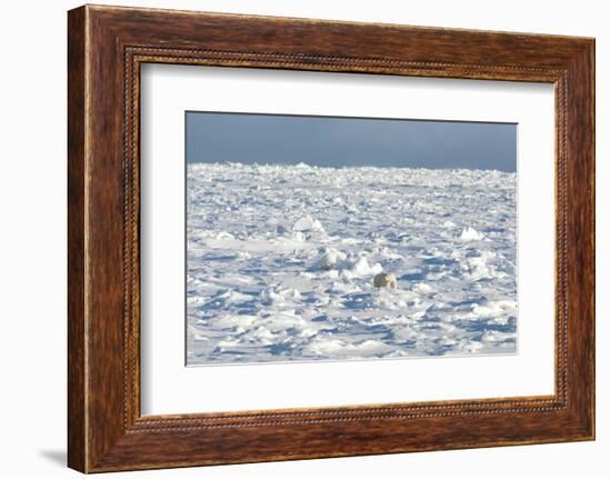 Polar Bear on Ice-EEI_Tony-Framed Photographic Print