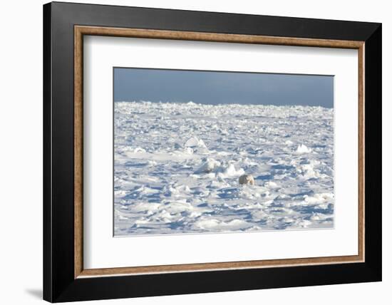 Polar Bear on Ice-EEI_Tony-Framed Photographic Print